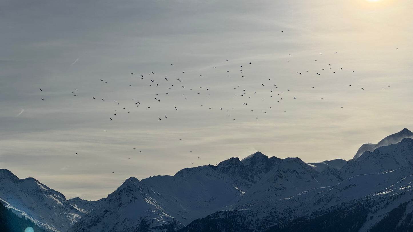 Birds enjoying the sky